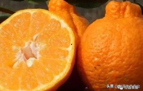 橘子最新爆料,揭秘娱乐圈最新热点事件