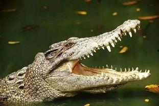 峡谷宝典最新爆料鳄鱼怎么打,鳄鱼新打法，轻松应对挑战！